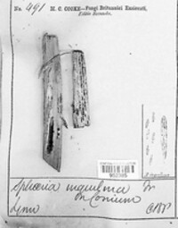 Sphaeria inquilina image